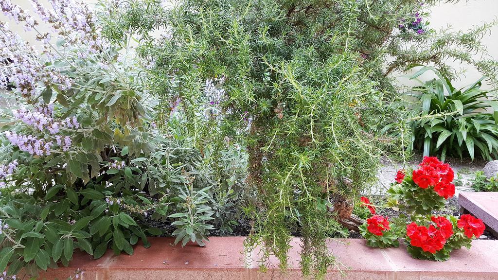 Il Giardino Del Nespolo Bed & Breakfast Alghero Ngoại thất bức ảnh