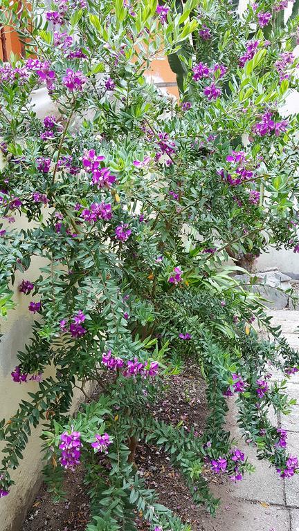 Il Giardino Del Nespolo Bed & Breakfast Alghero Ngoại thất bức ảnh